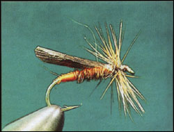 "Brown Stonefly"