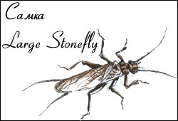  Large Stone Fly